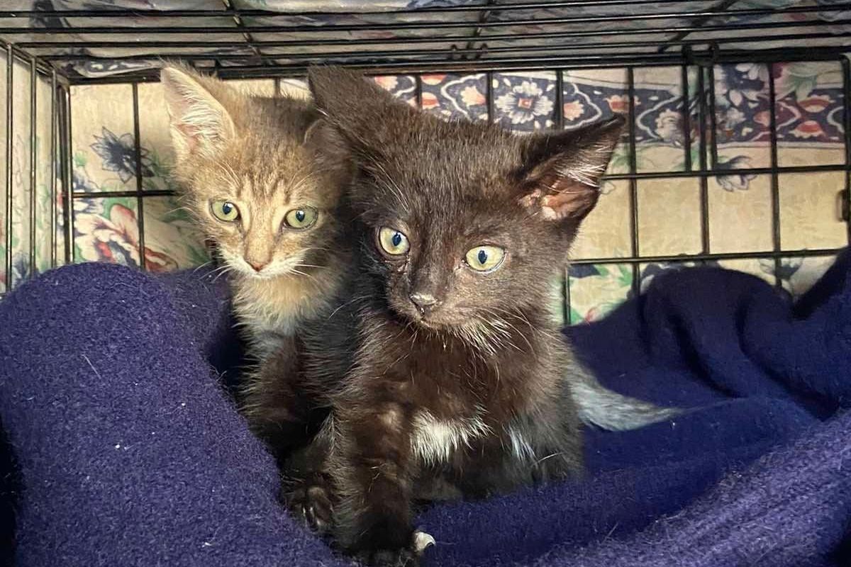 Кошенята та собачки шукають дім у Коломиї 1