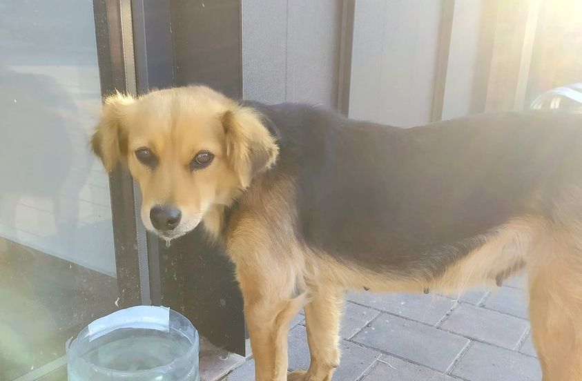 Кошенята та собачки шукають дім у Коломиї 4