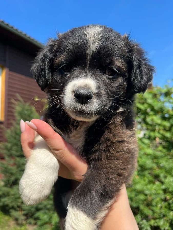 Які чотирилапі шукають домівку в Коломиї цього тижня? 2