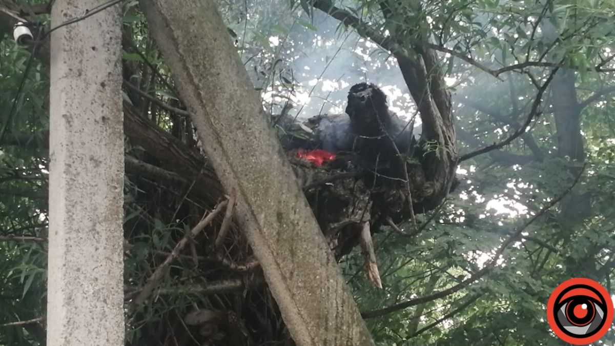 У Коломиї на вул. Франка горіло дерево