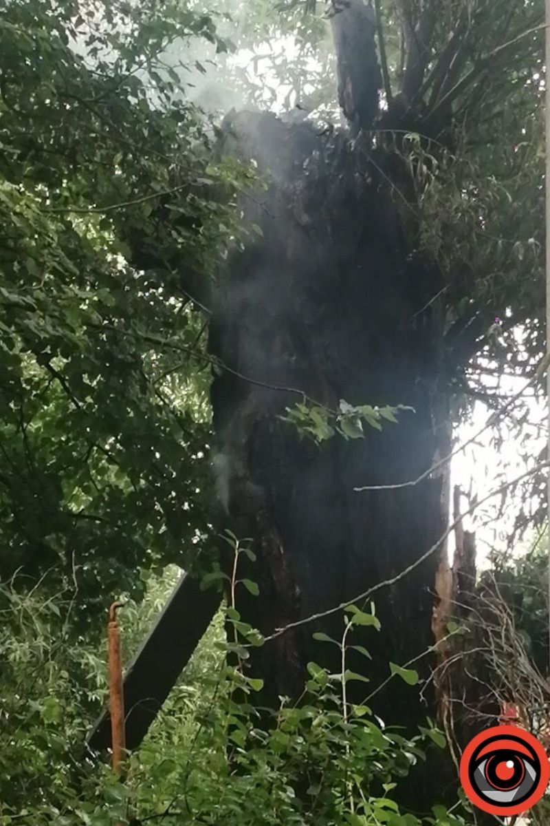 У Коломиї на вул. Франка горіло дерево 3