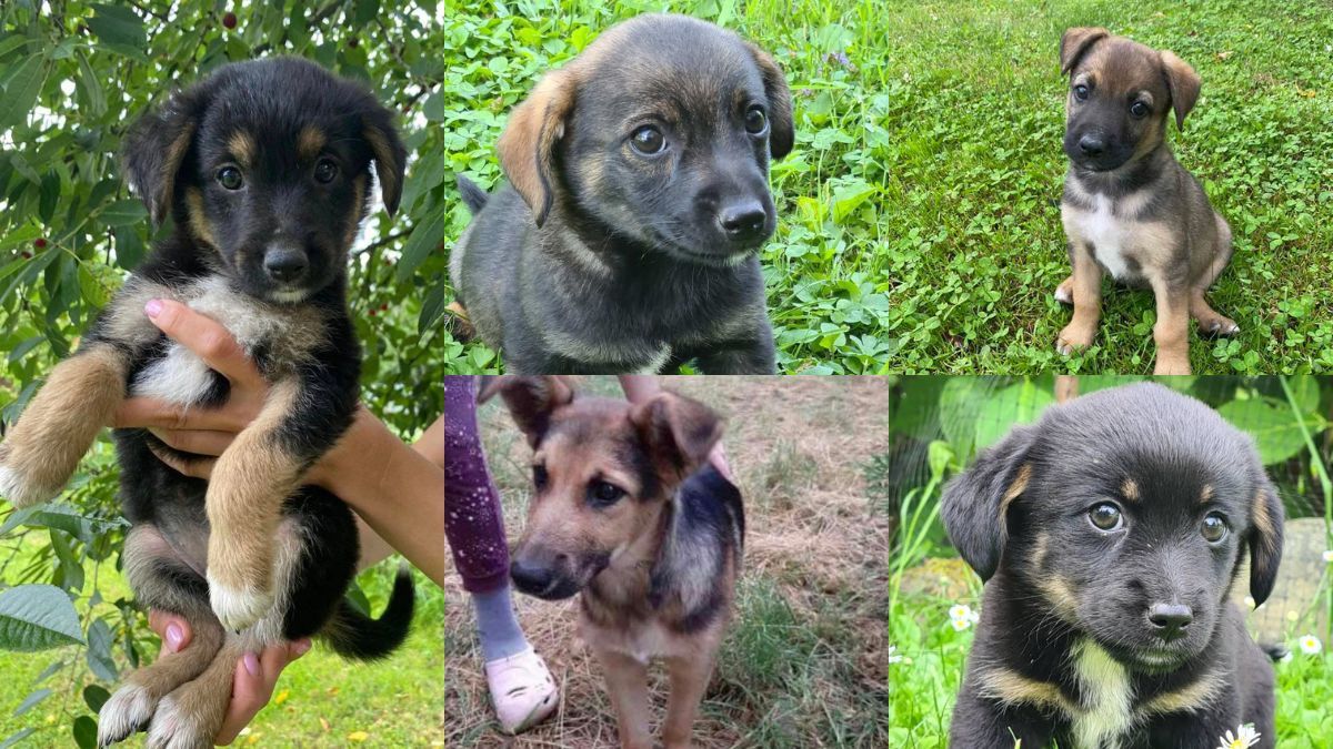 Які чотирилапі шукають домівку в Коломиї цього тижня? 6