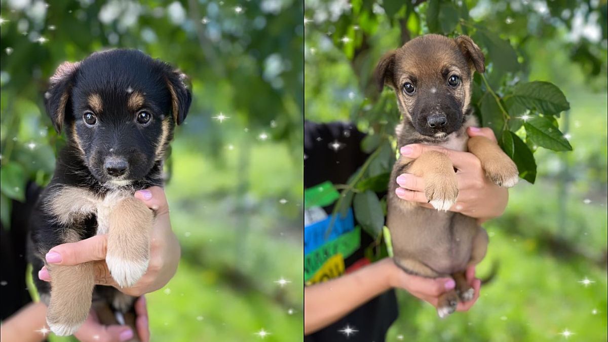 Чотирилапим друзям потрібна домівка у Коломиї 4