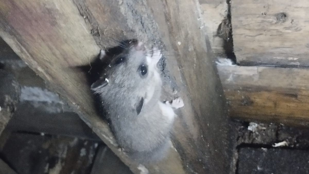 На Коломийщині після негоди відновлюють криївку 4