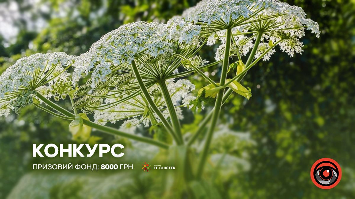 Тицьни в мапу борщівник: ІТ-Кластер у Коломиї оголосив еко-конкурс з винагородою