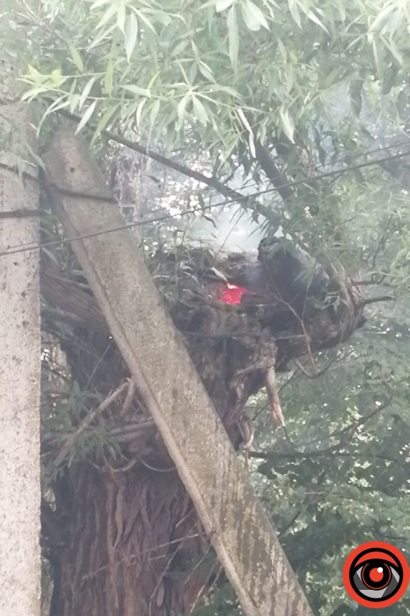 У Коломиї на вул. Франка горіло дерево 2