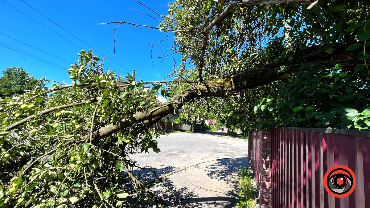 На вулиці Родини Крушельницьких у Коломиї впало дерево 2