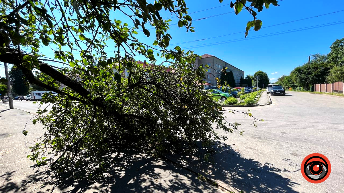 На вулиці Родини Крушельницьких у Коломиї впало дерево 1