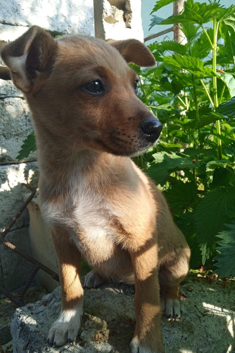 Чотирилапі друзі шукають новий дім 2