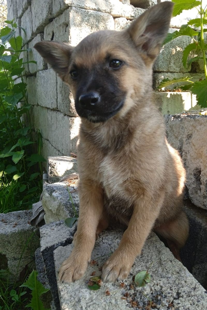 Чотирилапі друзі шукають новий дім 3