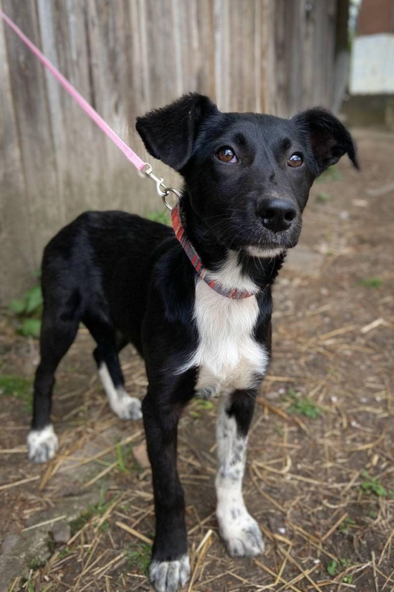 Чотирилапі друзі шукають новий дім 4