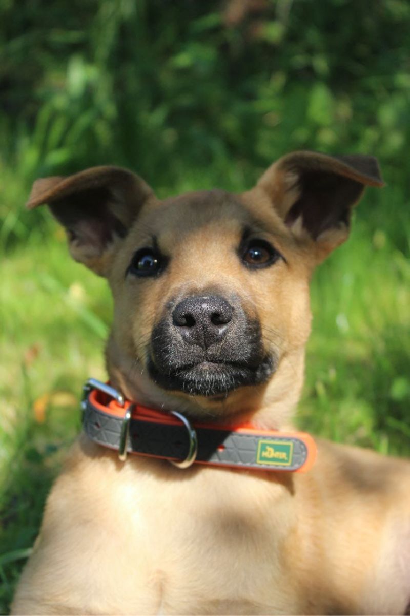 Чотирилапі друзі шукають новий дім 5