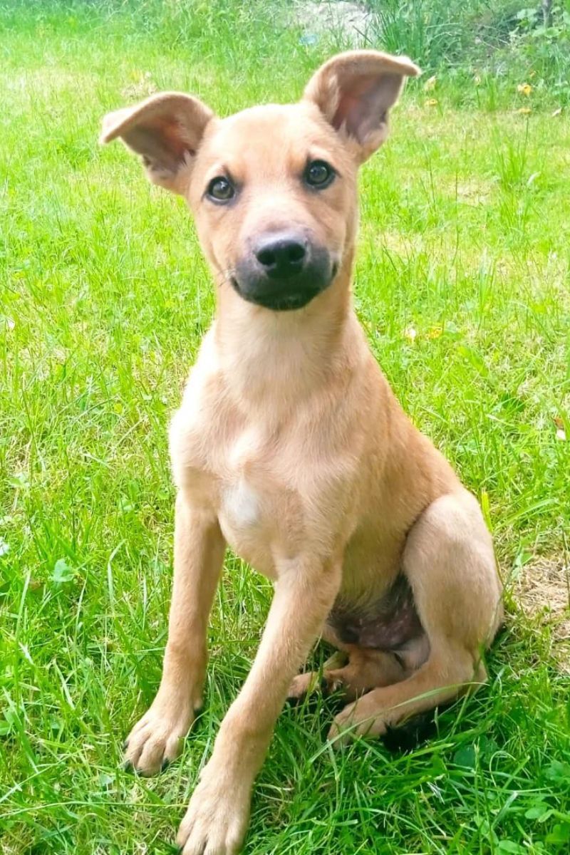 Чотирилапі друзі шукають новий дім 6