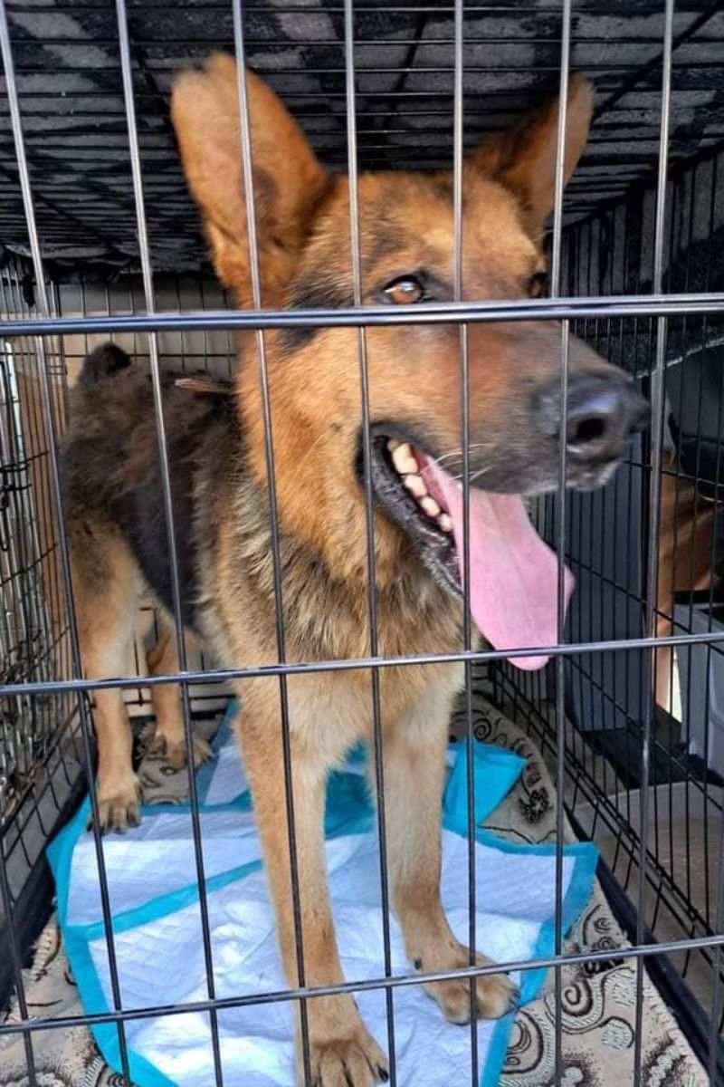 Чотирилапі друзі шукають новий дім 9