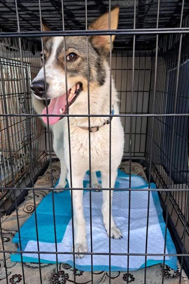 Чотирилапі друзі шукають новий дім 8