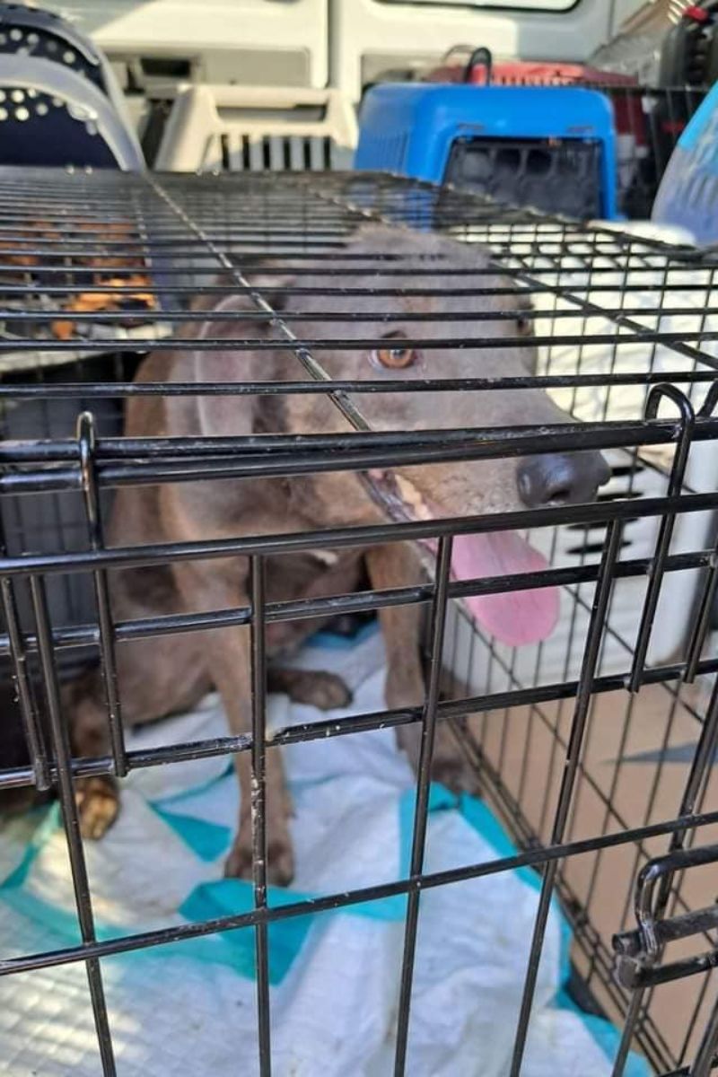 Чотирилапі друзі шукають новий дім 7