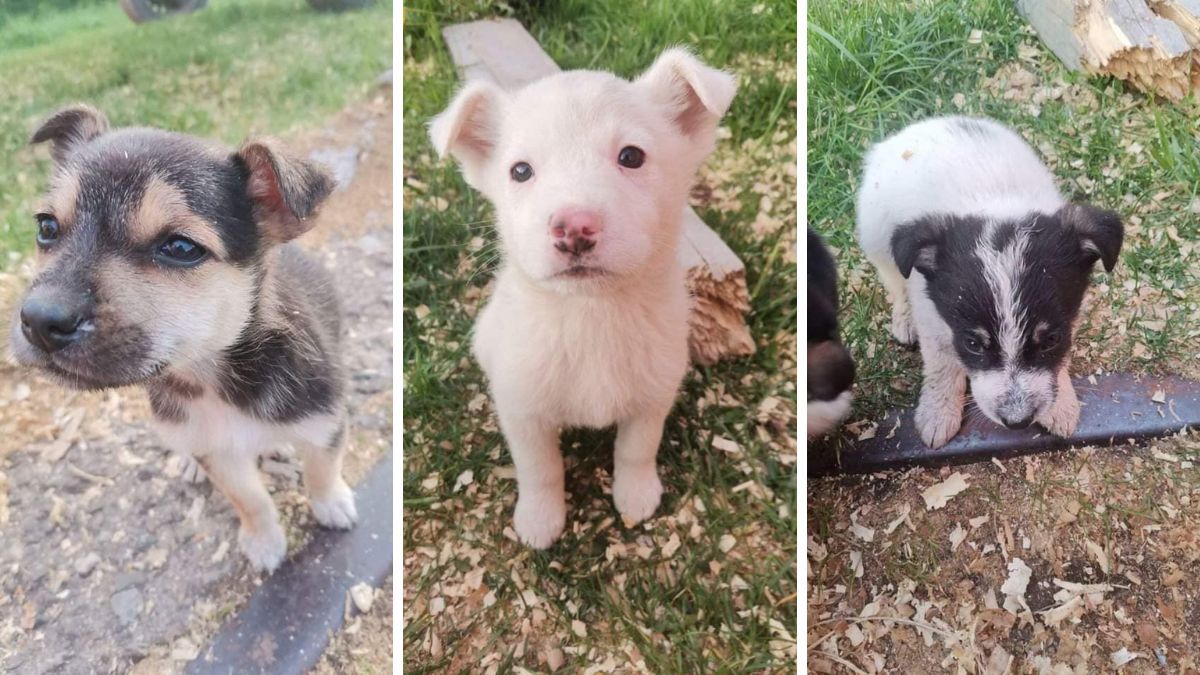 Чотирилапі друзі шукають новий дім 10