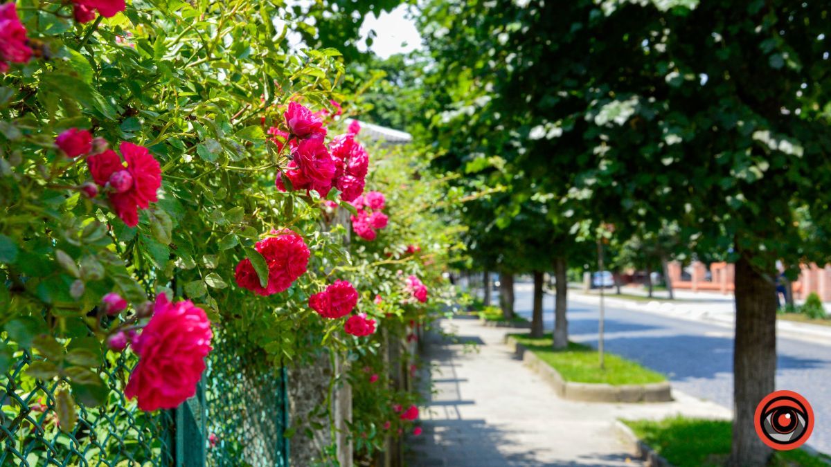 Недільна вулиця Франка у Коломиї | фоторепортаж 12