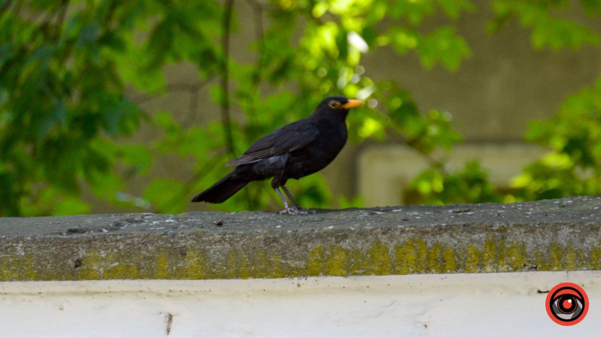 Недільна вулиця Франка у Коломиї | фоторепортаж 19