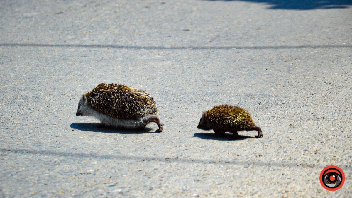 Недільна вулиця Франка у Коломиї | фоторепортаж 31