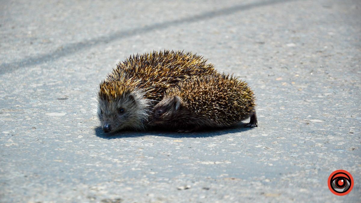 Недільна вулиця Франка у Коломиї | фоторепортаж 32