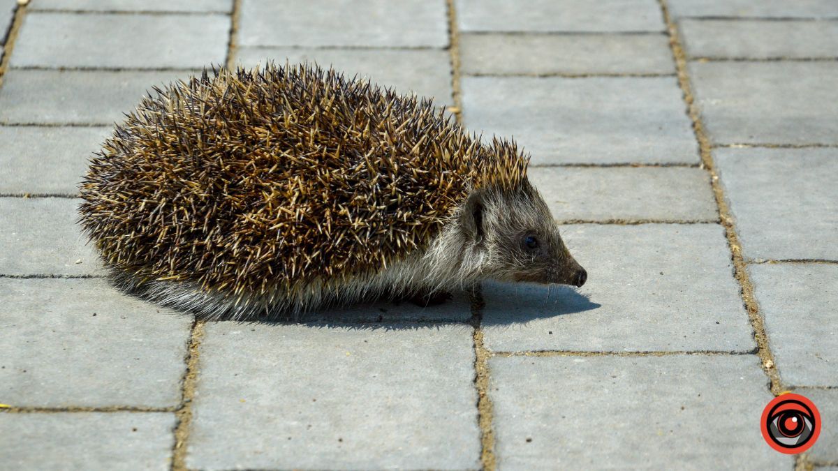 Недільна вулиця Франка у Коломиї | фоторепортаж 33