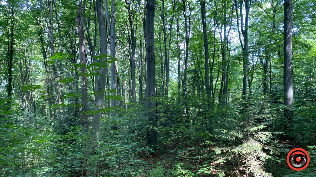 Відпочинок поруч Коломиї | Тисовий заповідник у Княждворі 3