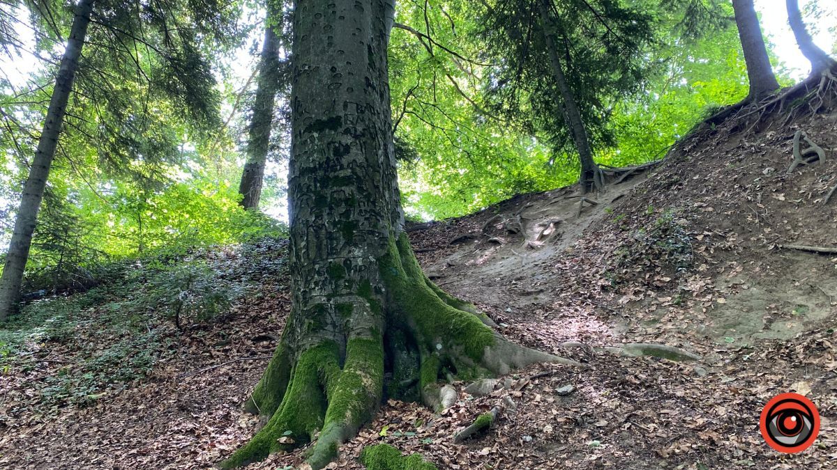 Відпочинок поруч Коломиї | Тисовий заповідник у Княждворі 5