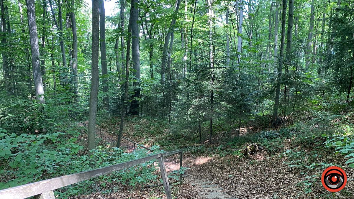 Відпочинок поруч Коломиї | Тисовий заповідник у Княждворі 8