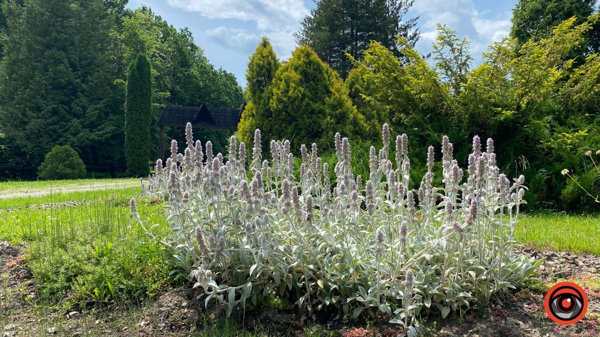 Відпочинок поруч Коломиї | Тисовий заповідник у Княждворі 14