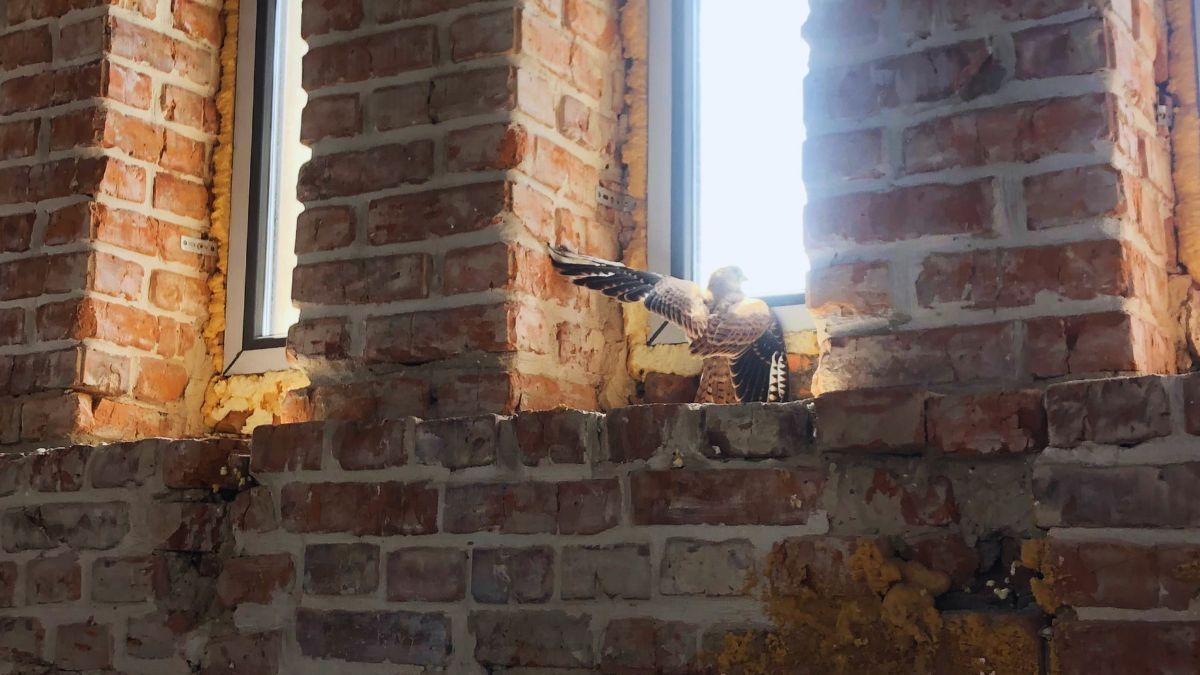 У Ратуші ловили орлів | Як це було? 2