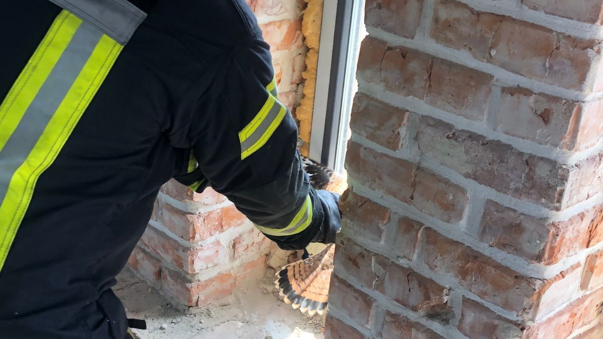 У Ратуші ловили орлів | Як це було? 1