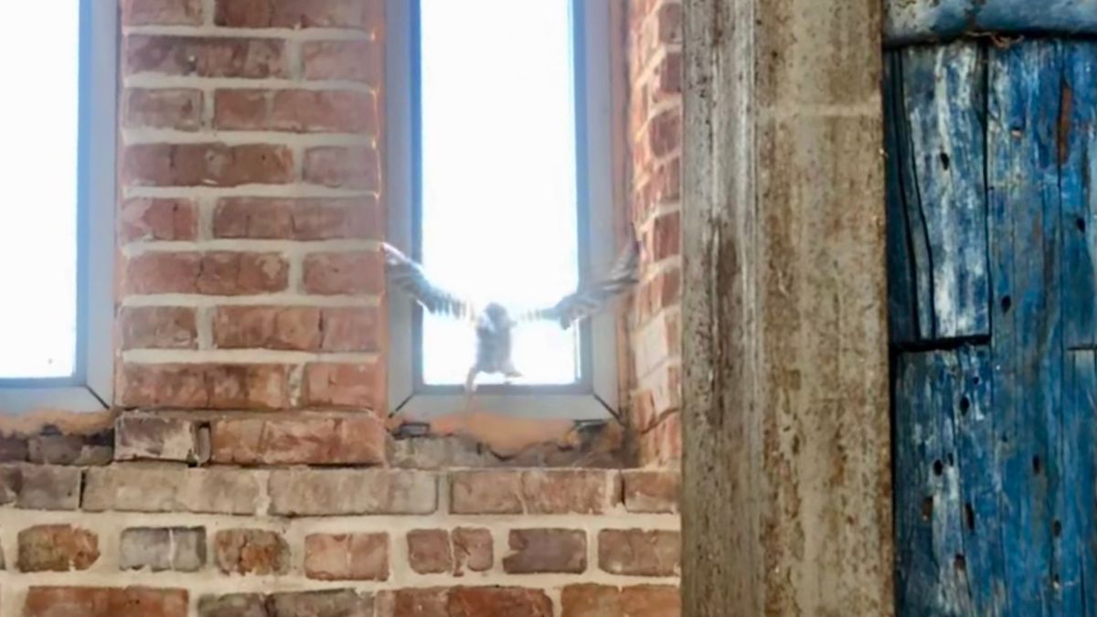 У Ратуші ловили орлів | Як це було? 3