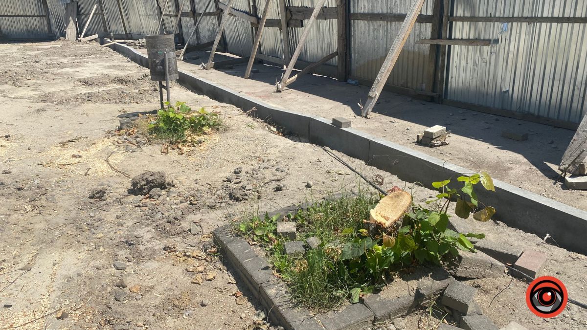 На площі біля Писанки у рамках реконструкції зрізали два дерева 2