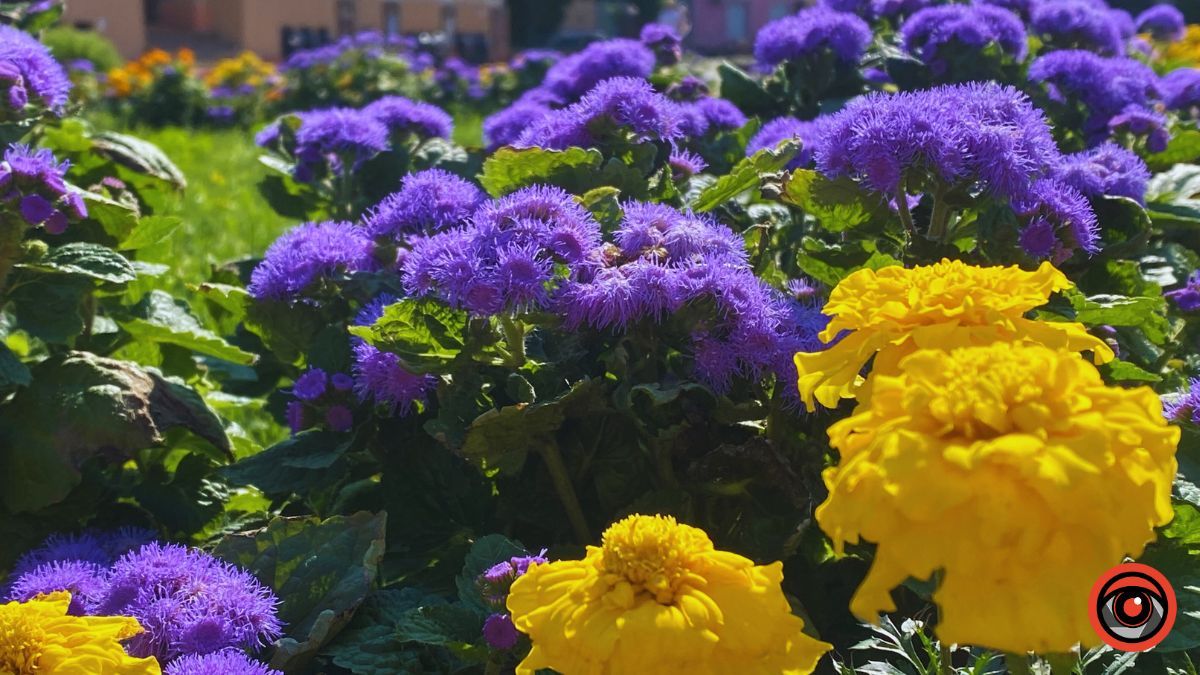 Сонячна Коломия | недільний фоторепортаж від Інформатора 3