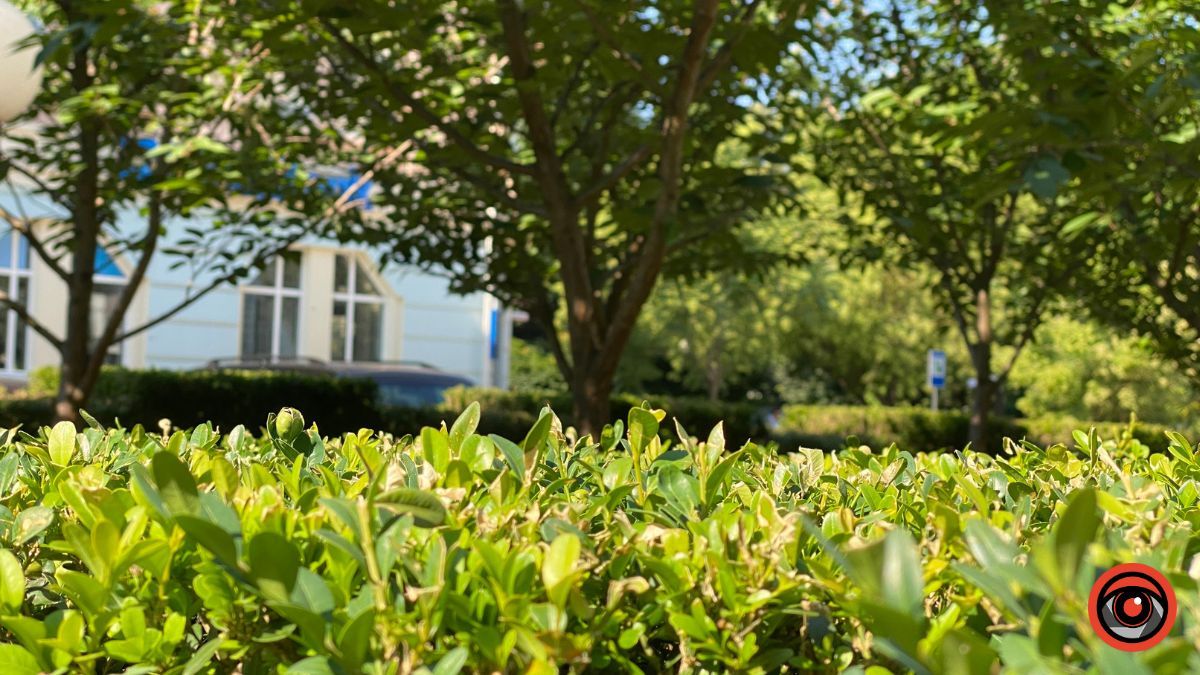 Якою була Коломия у липні | Фотоархів 2023 року 10