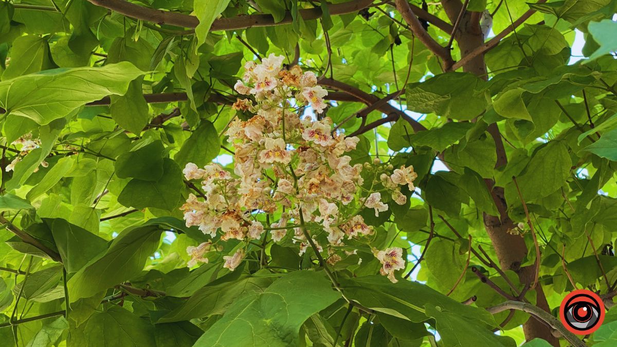 Сонячна Коломия | недільний фоторепортаж від Інформатора 17