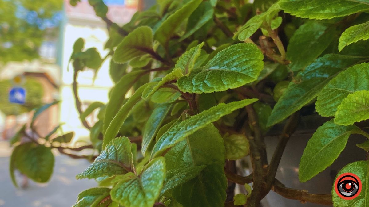 Сонячна Коломия | недільний фоторепортаж від Інформатора 19