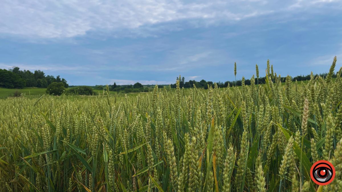 Якою була Коломия у липні | Фотоархів 2023 року 22