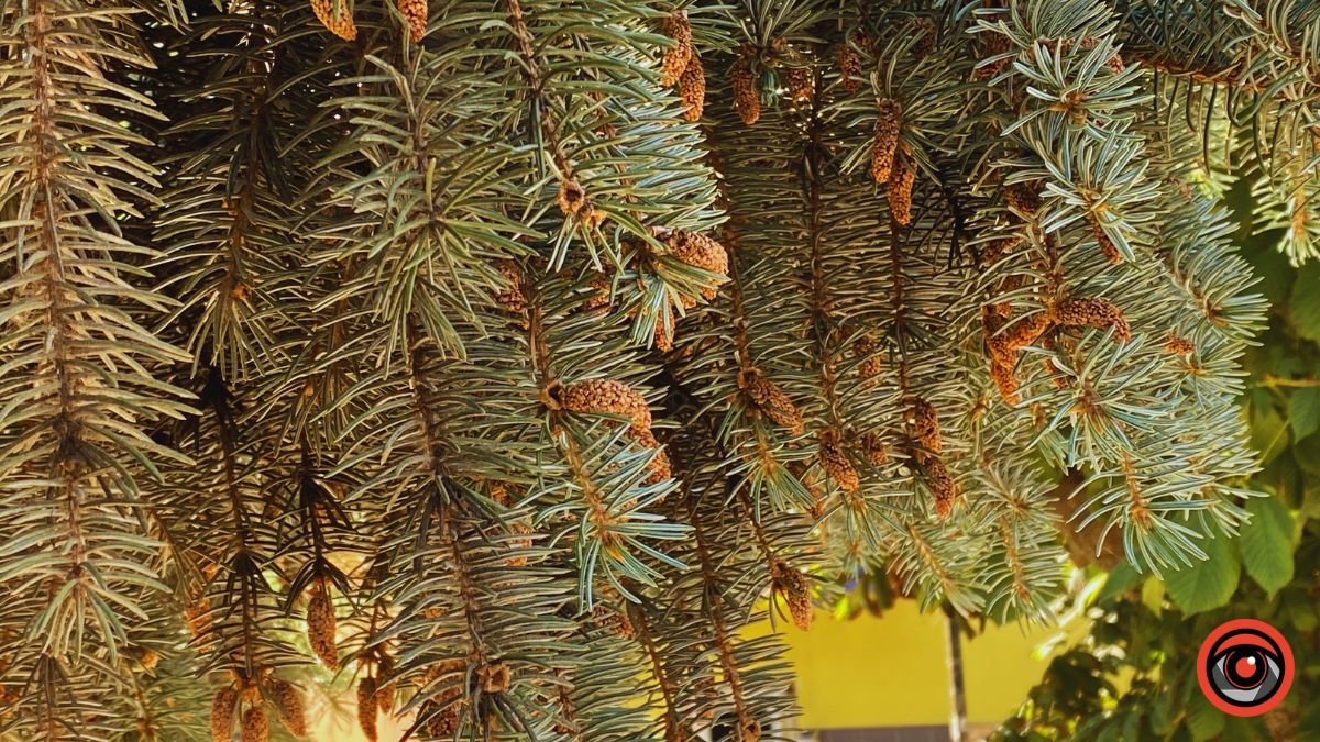 Недільна тиха Коломия | Фоторепортаж від Інформатора 10