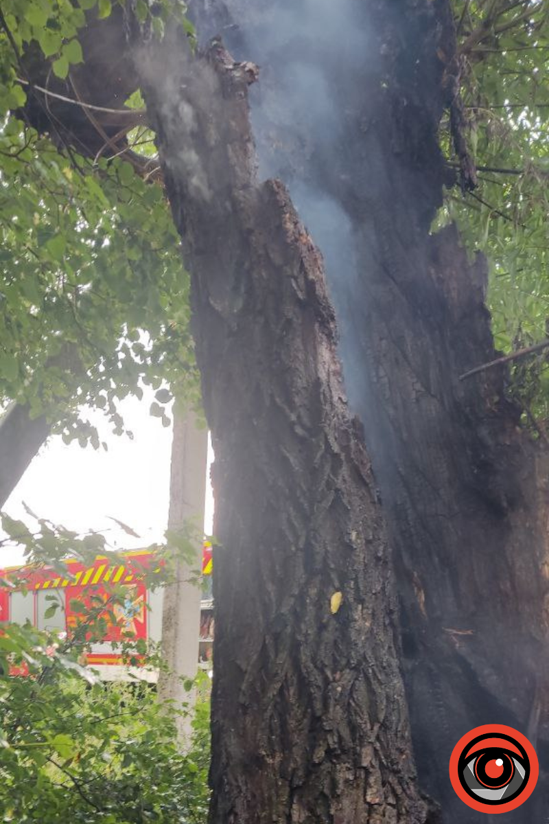 У Коломиї на вул. Франка горіло дерево 1