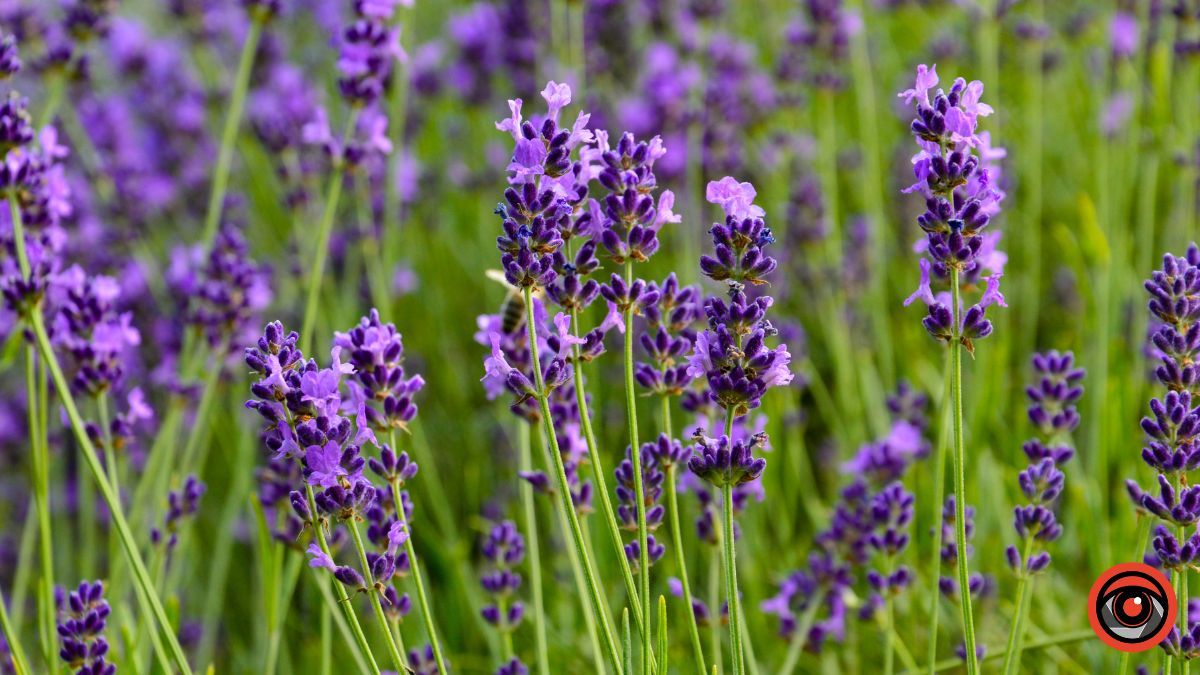 Спокій та рівновага: фотоподорож на Лавандову царину в Коршеві 17