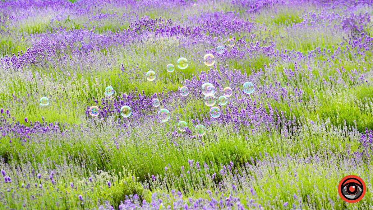 Спокій та рівновага: фотоподорож на Лавандову царину в Коршеві 9