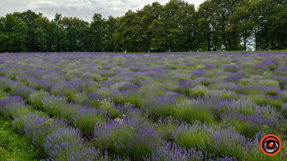 Спокій та рівновага: фотоподорож на Лавандову царину в Коршеві 10
