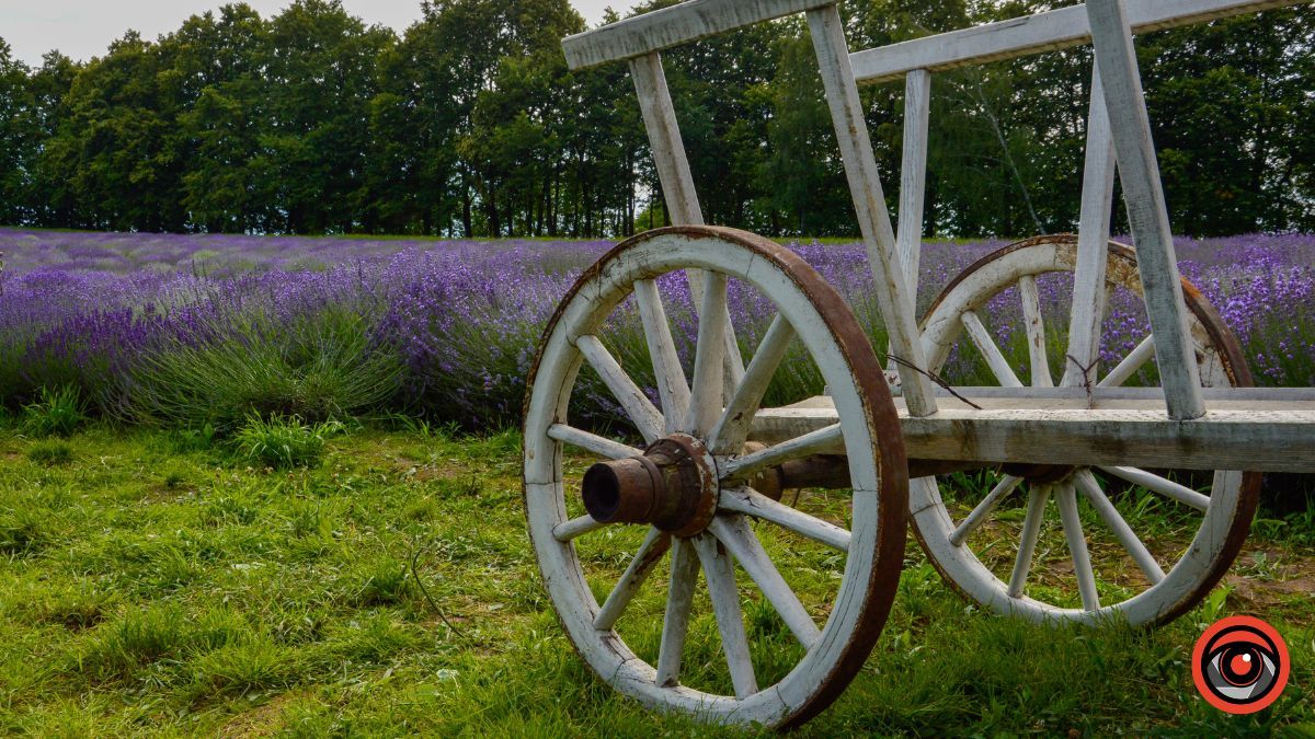 Спокій та рівновага: фотоподорож на Лавандову царину в Коршеві 12