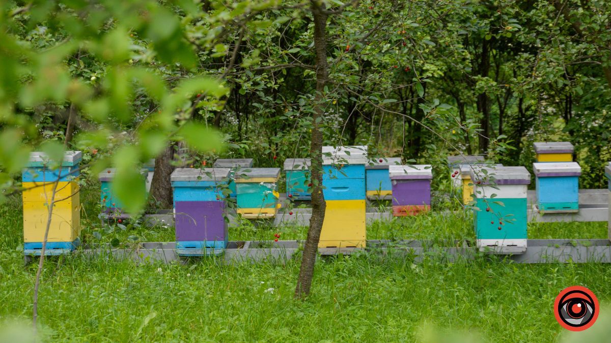 Спокій та рівновага: фотоподорож на Лавандову царину в Коршеві 14