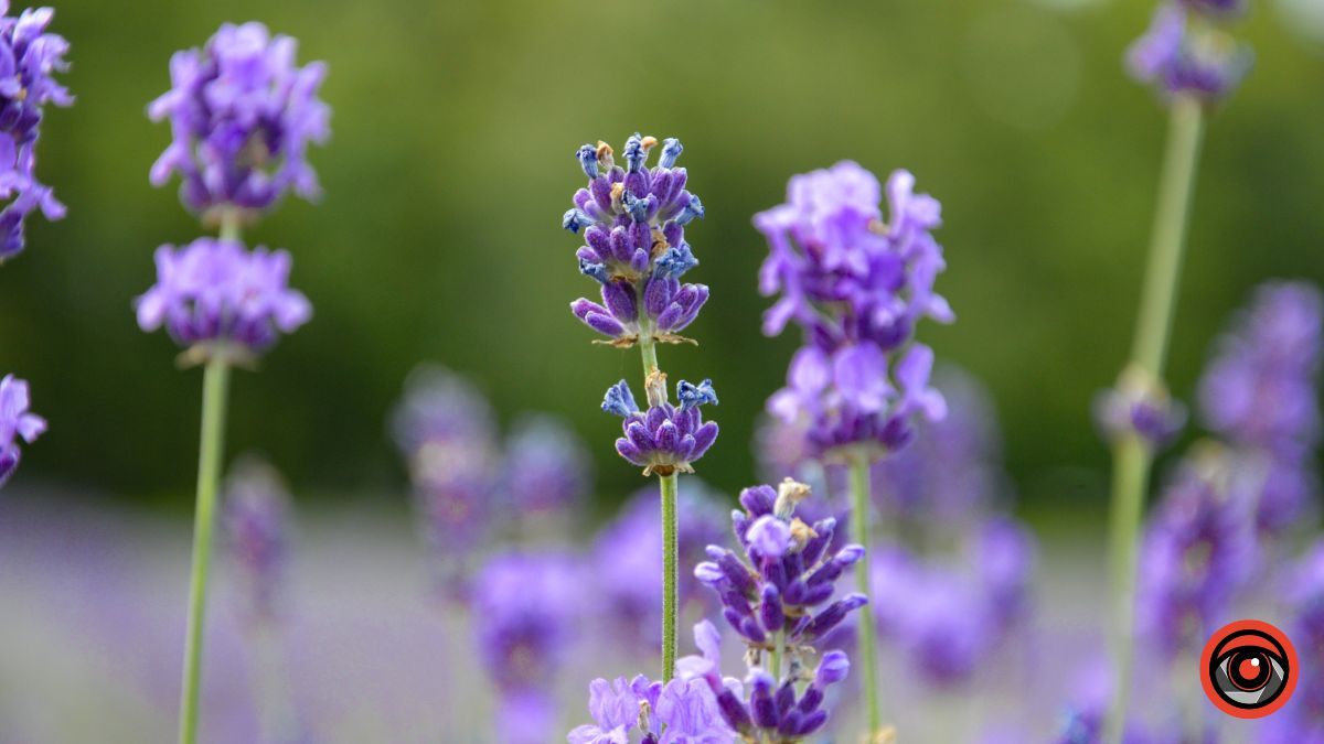 Сонячно: прогноз погоди у Коломиї на 9 липня