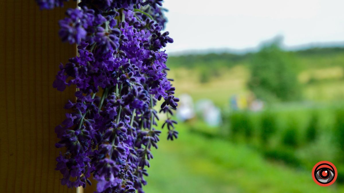 Спокій та рівновага: фотоподорож на Лавандову царину в Коршеві 5