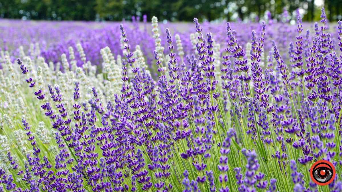 Спокій та рівновага: фотоподорож на Лавандову царину в Коршеві 6