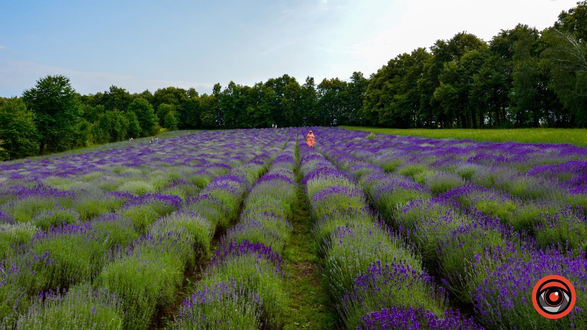 Спокій та рівновага: фотоподорож на Лавандову царину в Коршеві 7